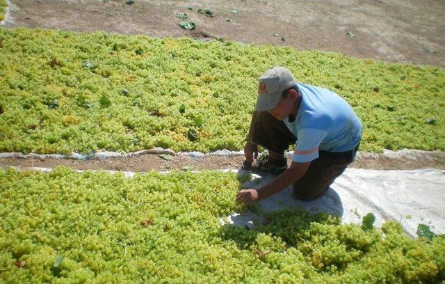 Kuru Üzüm Ve Sofralık Üzüm Üretimi Ayrılmalı