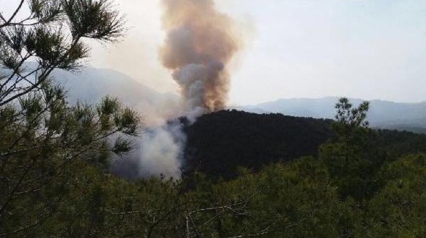 Hatay'da 5 Hektar Orman K&uuml;l Oldu