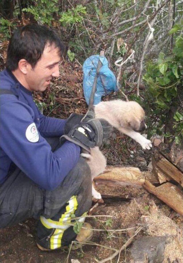 Ağaç Kütüğüne Sıkışan Yavru Köpek Kurtarıldı