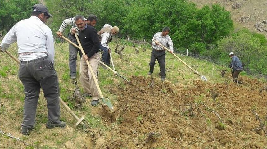 Kulp&rsquo;ta, Bağ Belleme D&ouml;nemi Başladı