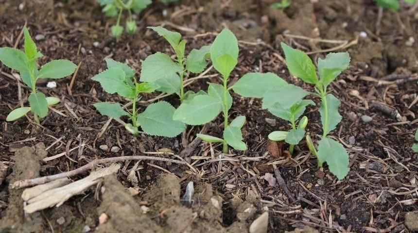 Daday&rsquo;da Yabani Meyve Yetiştirilmeye Devam Ediyor