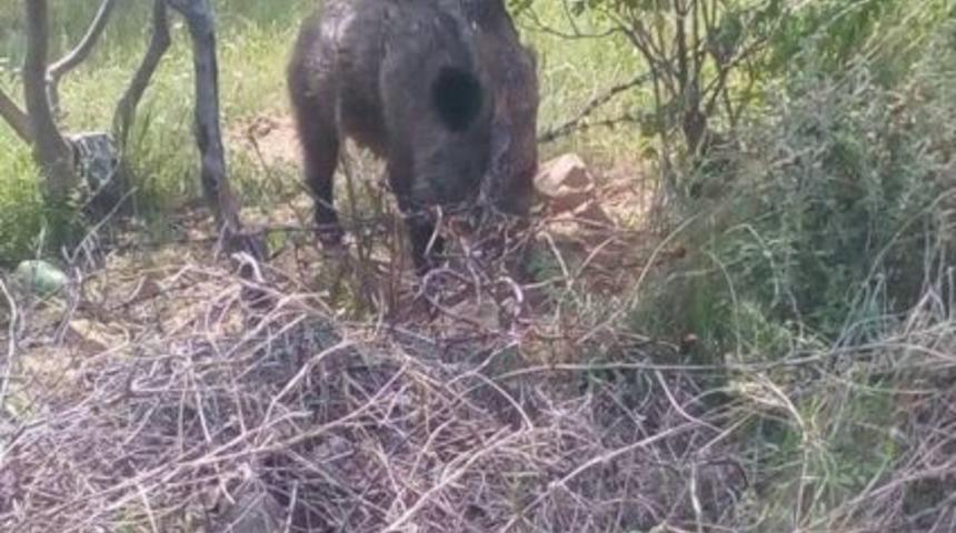 Tuzağa Yakalanan Domuzu İtfaiye Kurtardı