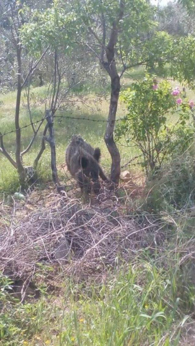 Tuzağa Yakalanan Domuzu İtfaiye Kurtardı 1