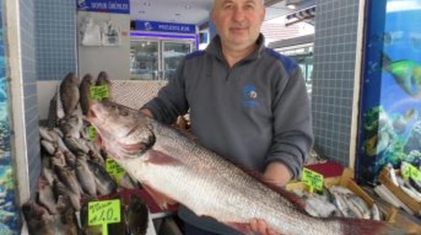 Minakobun Kilosu 50 Liradan Satılıyor