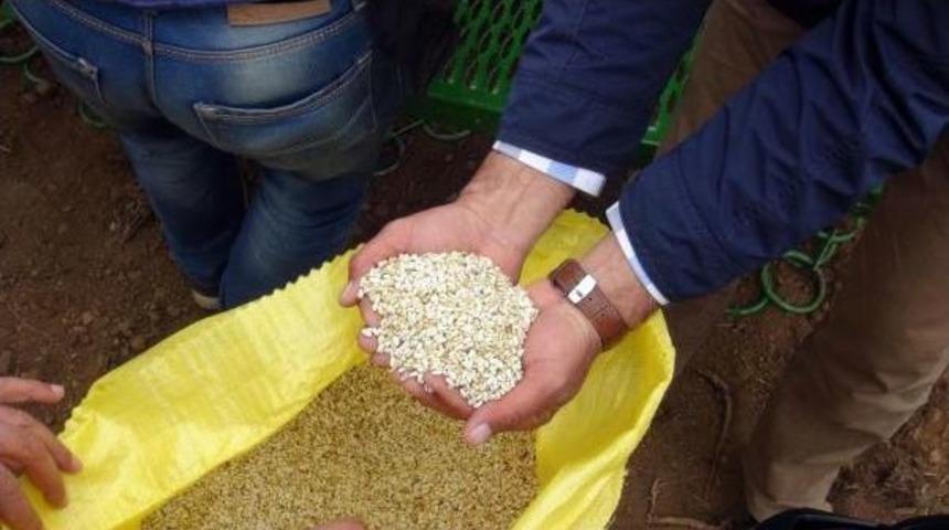 Y&uuml;ksekovalı &Ccedil;ift&ccedil;i Aspir Bitkisinden Umutlu