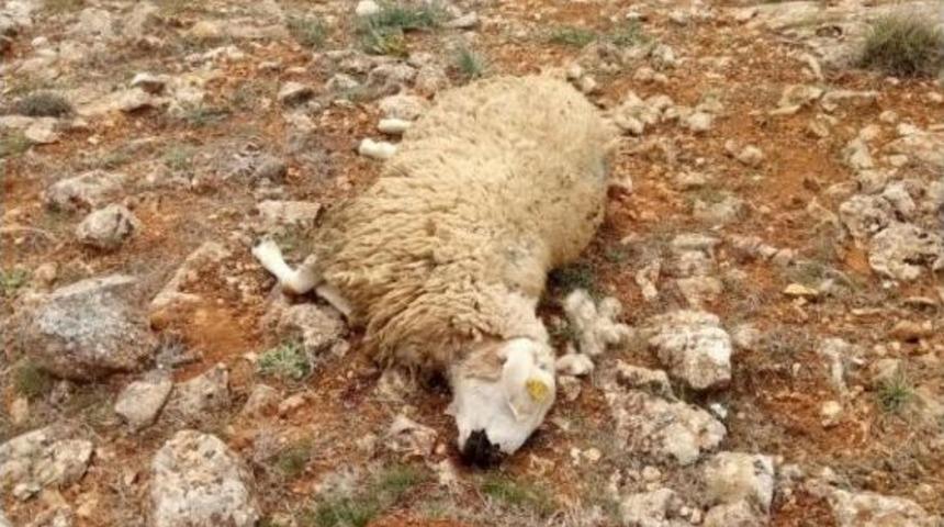 Krediyle Aldığı Koyun S&uuml;r&uuml;s&uuml;n&uuml; Kurtlar Telef Etti