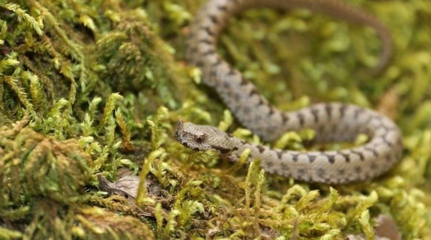 Boynuzlu Engerek Yılanını G&ouml;r&uuml;nt&uuml;lediler