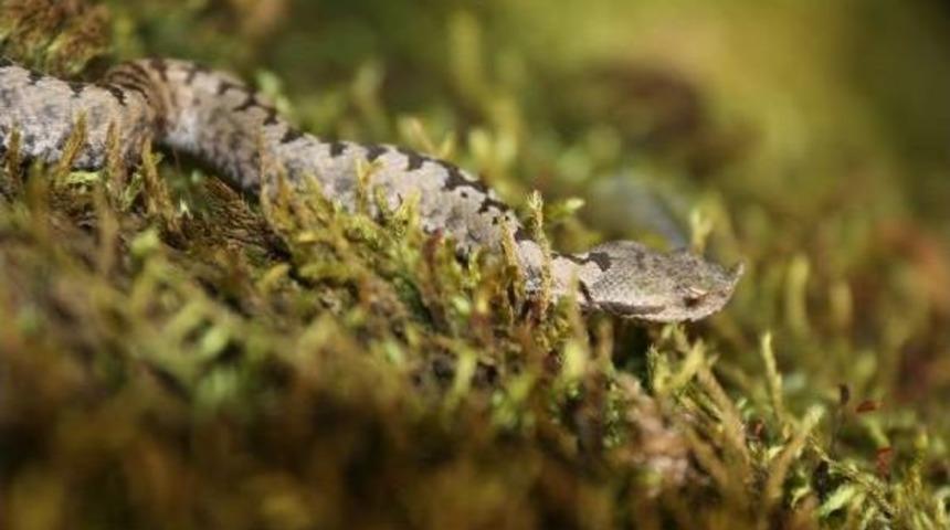 Sansarak Kanyonu&rsquo;Nda Boynuzlu Engerek G&ouml;r&uuml;nt&uuml;lediler