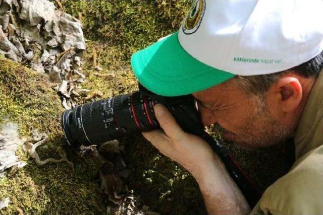 Sansarak Kanyonu’Nda Boynuzlu Engerek Görüntülediler