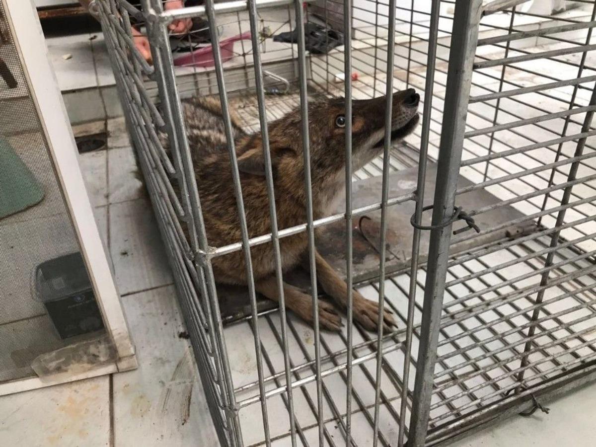 Bursa&rsquo;da &Ccedil;akal Kurtarma Operasyonu