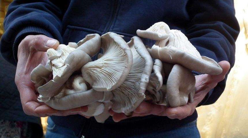 İstiridye Mantarına Talep Artıyor