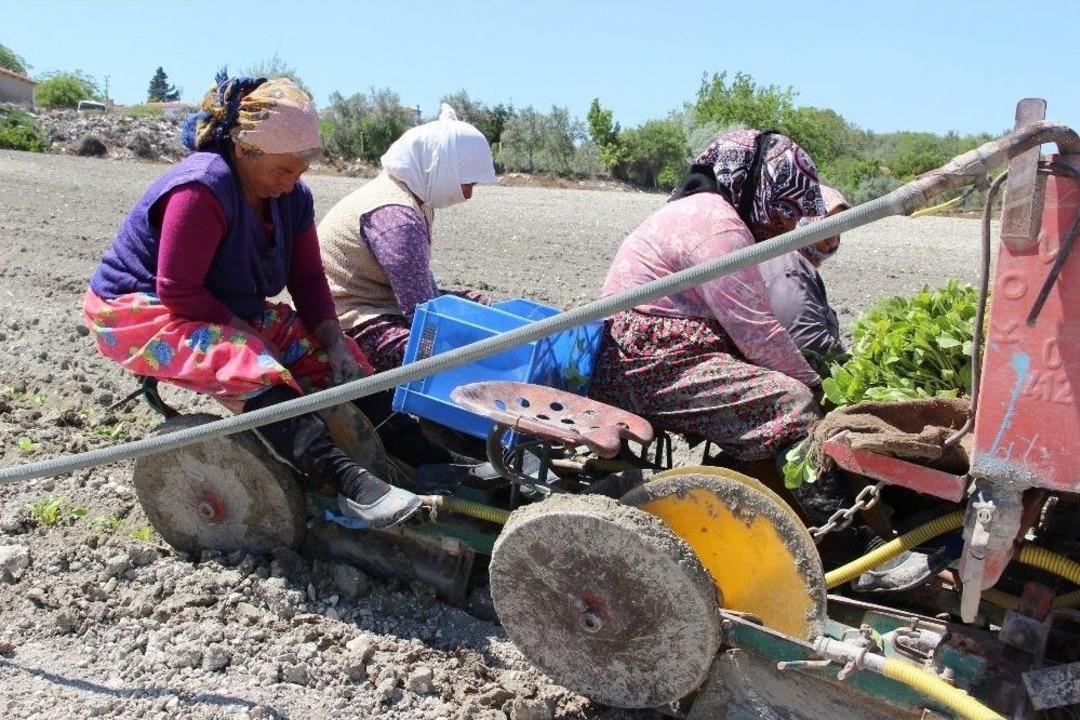 (&ouml;zel Haber) Zahmeti &Ccedil;ok, Ekimi Zor T&uuml;t&uuml;n Toprakla Buluşuyor