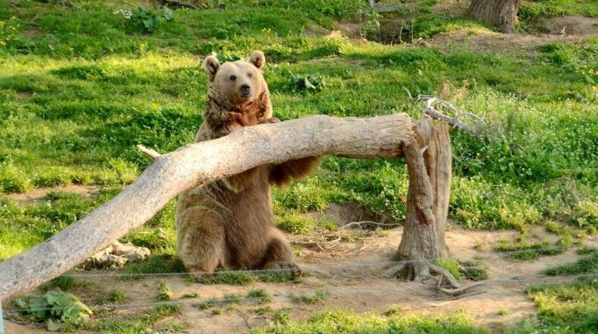 (&ouml;zel Haber) Dans&ccedil;ı Ayıların D&ouml;rd&uuml; Halen Hayatta