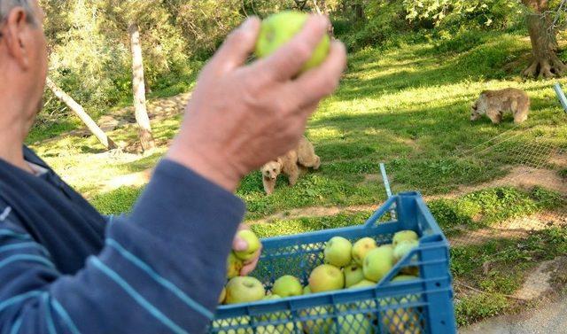 (özel Haber) Dansçı Ayıların Dördü Halen Hayatta