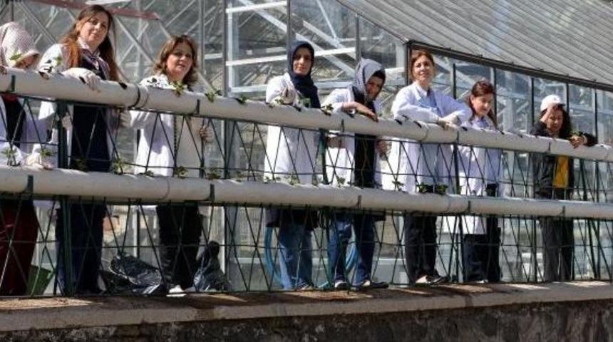 Su Borusunda &Ccedil;ilek Ektiler