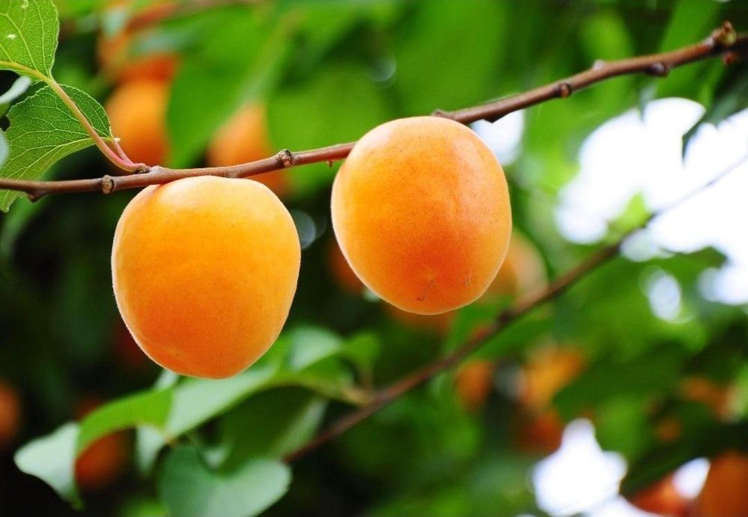 "sarı Altın" &Uuml;reticisini G&uuml;ld&uuml;rd&uuml;