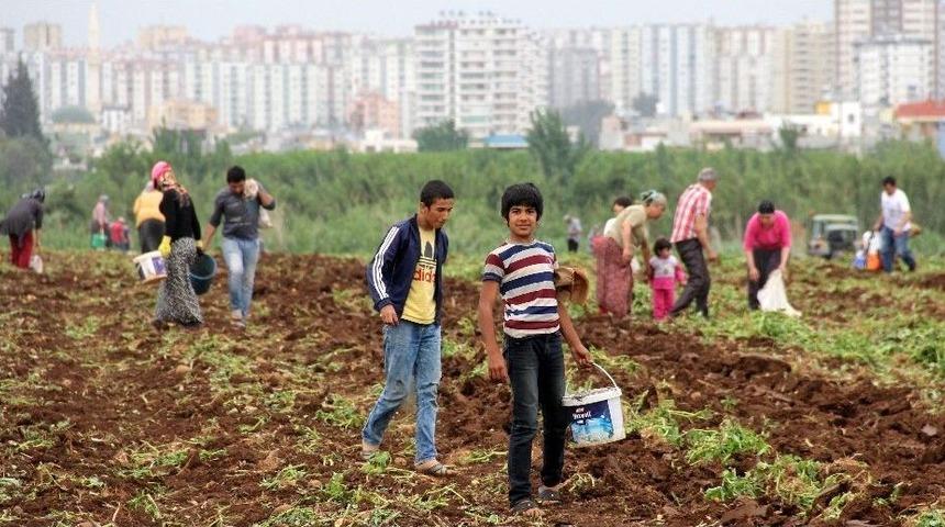Başak Toplamak İ&ccedil;in Trakt&ouml;rlerle Patates Tarlasına Akın Ettiler