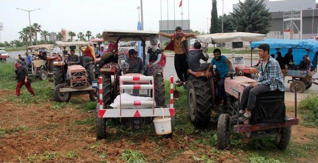 Başak Toplamak İçin Traktörlerle Patates Tarlasına Akın Ettiler