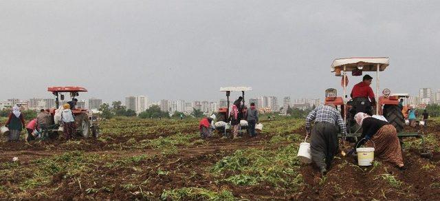 Başak Toplamak İçin Traktörlerle Patates Tarlasına Akın Ettiler