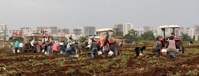 Başak Toplamak İçin Traktörlerle Patates Tarlasına Akın Ettiler