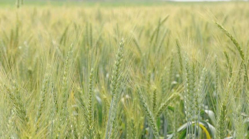 Buğday Üreticisi Bu Yıl Umutlu