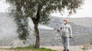 Zeytin Üreticisinin Belini Büken Hastalığa Karşı İlaç Dağıtıldı