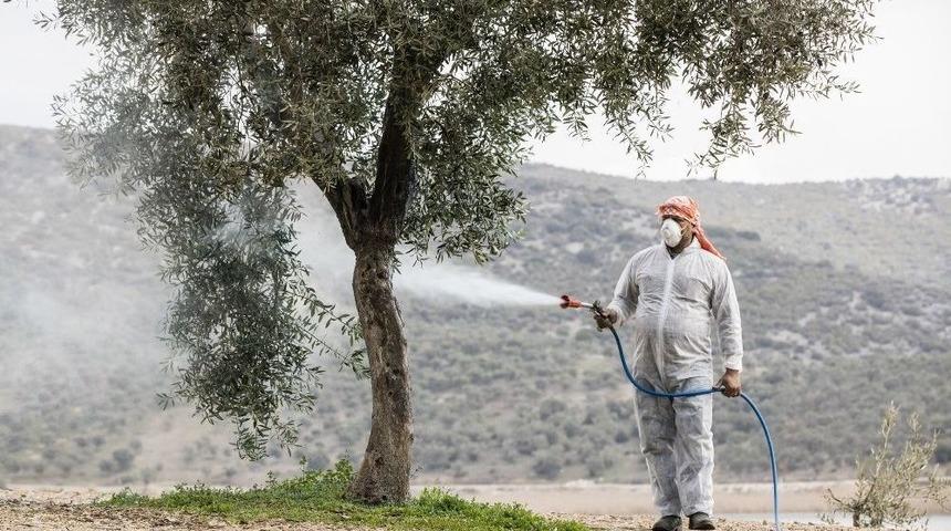 Zeytin Üreticisinin Belini Büken Hastalığa Karşı İlaç Dağıtıldı