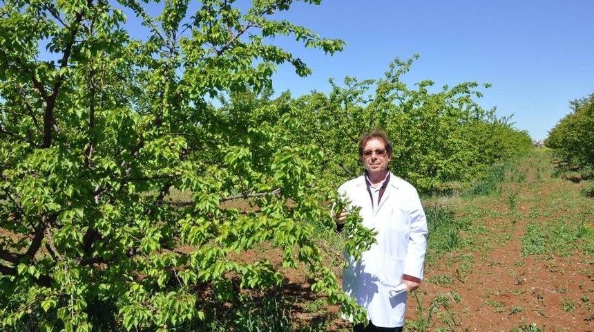 Diyarbakır Kayısıda Malatya’ya Rakip Olmaya Hazırlanıyor