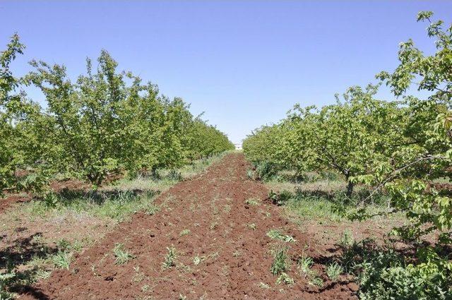 Diyarbakır Kayısıda Malatya’ya Rakip Olmaya Hazırlanıyor