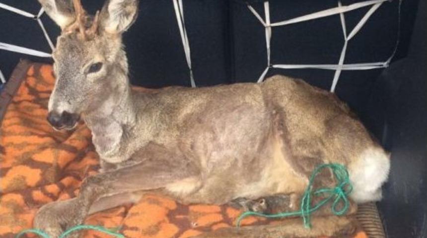 Rize’de Yaralı Geyik Bulundu