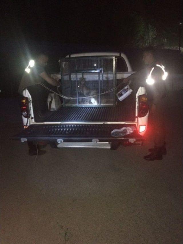 Rize’de Yaralı Geyik Bulundu 1