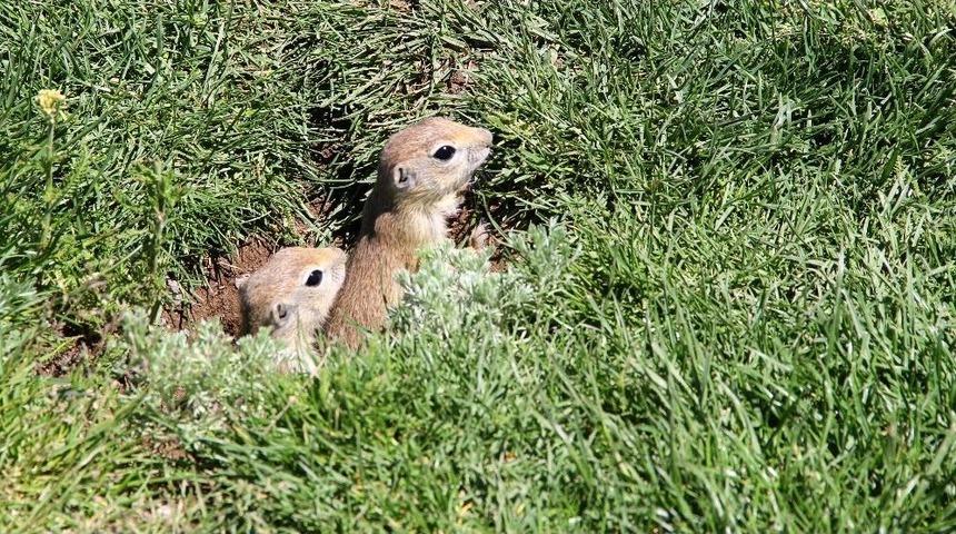 Gelinciklerin Kamera Şaşkınlığı
