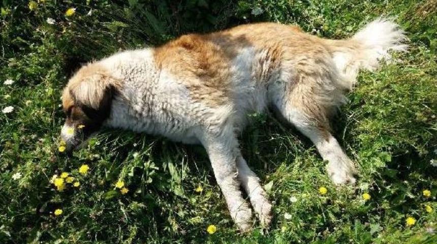 Muğla'da Zehirli Et Verilen 10 K&ouml;pek Telef Oldu