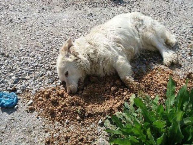 Muğla da Zehirli Et Verilen 10 Köpek Telef Oldu 1