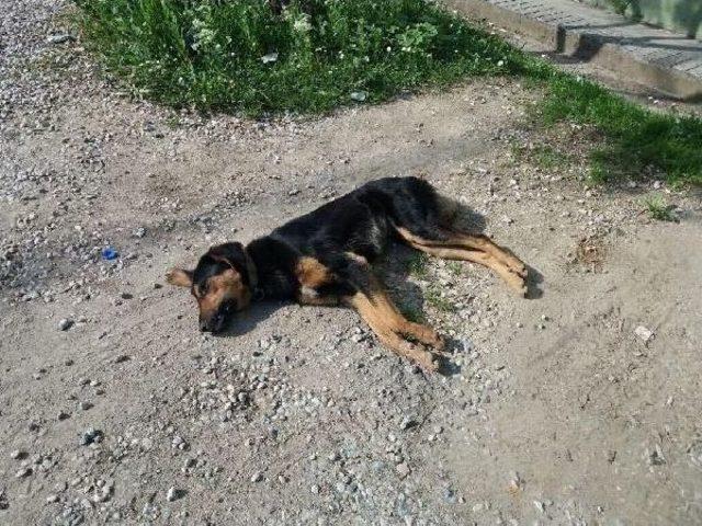 Muğla da Zehirli Et Verilen 10 Köpek Telef Oldu 2