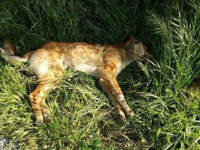Muğla da Zehirli Et Verilen 10 K&ouml;pek Telef Oldu 3
