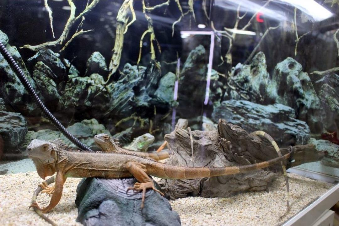 İguanalar &Ccedil;ocukların İlgi Odağı Oldu