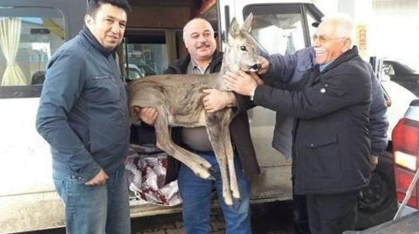 Yaralı Karacalara Şefkat