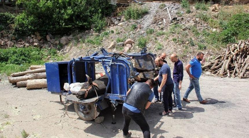 Çocukları Gibi Sevdikleri Boğalarını Nallayarak Festivale Hazırlıyorlar