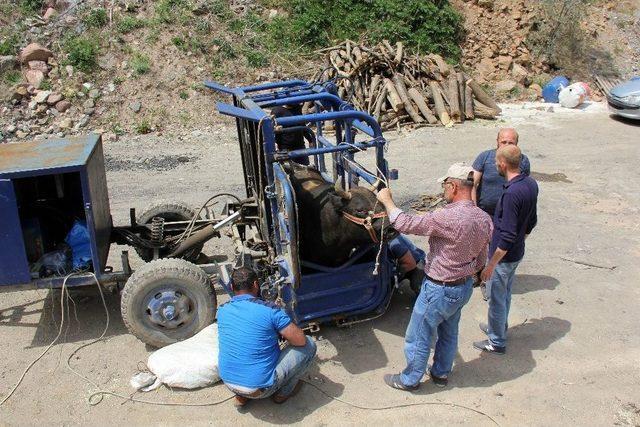 Çocukları Gibi Sevdikleri Boğalarını Nallayarak Festivale Hazırlıyorlar 2