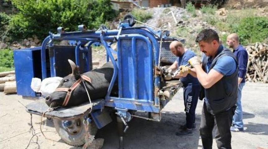 Artvin&rsquo;De Boğalar Nallanıyor, Zorlu G&uuml;reşlere Hazırlanıyor