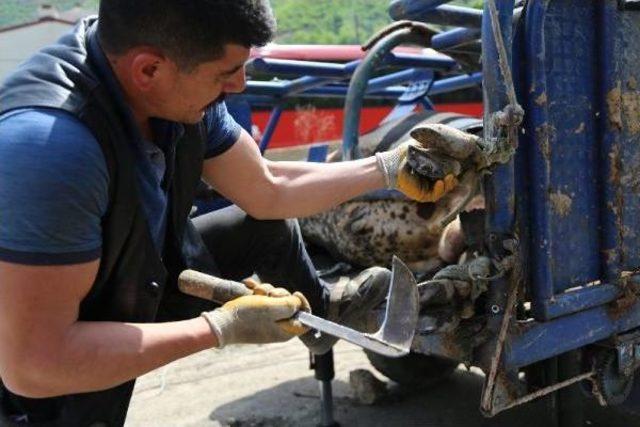 Artvin’De Boğalar Nallanıyor, Zorlu Güreşlere Hazırlanıyor 1