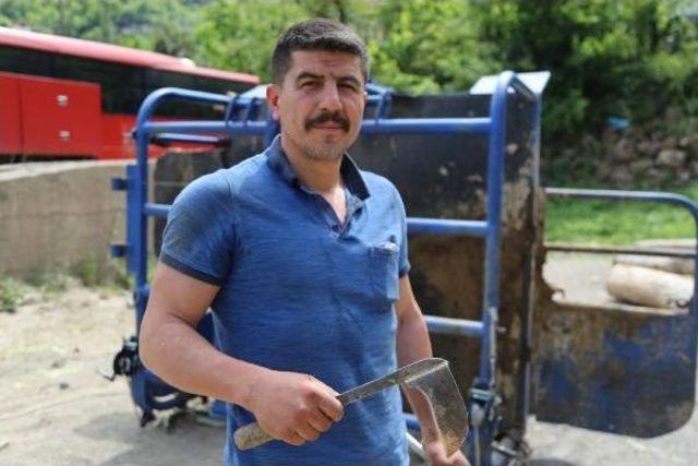 Artvin’De Boğalar Nallanıyor, Zorlu Güreşlere Hazırlanıyor 2