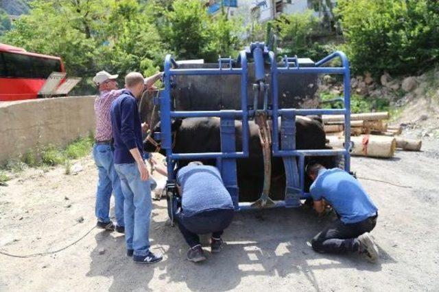 Artvin’De Boğalar Nallanıyor, Zorlu Güreşlere Hazırlanıyor 3