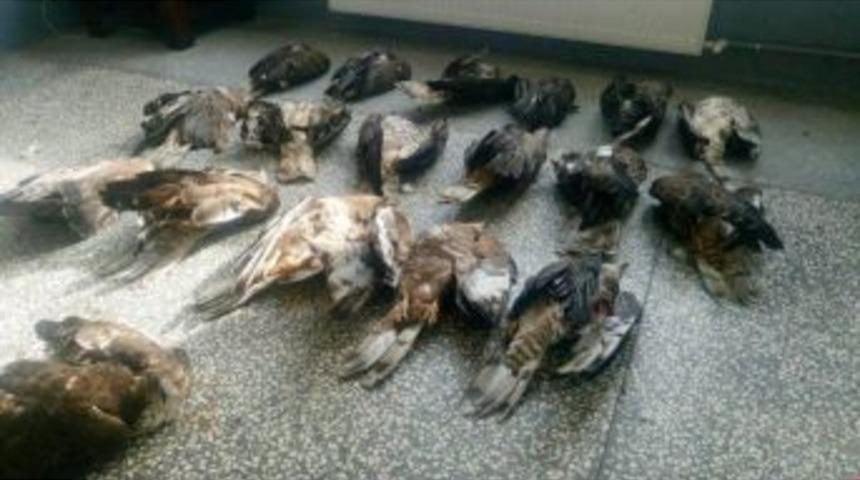 Şahin Avcısına Rekor Ceza