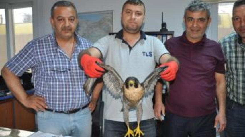 Hatay&rsquo;da Yaralı G&ouml;kdoğan Bulundu