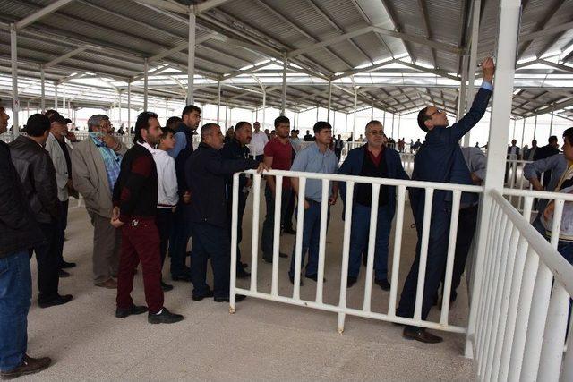 Aksaray&rsquo;da Canlı Hayvan Pazarında Kotra Dağıtımı 1