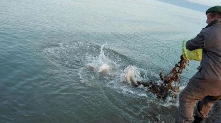 Gelibolu'da 100 Kilogram Deniz Patlıcanı Ele Ge&ccedil;irildi