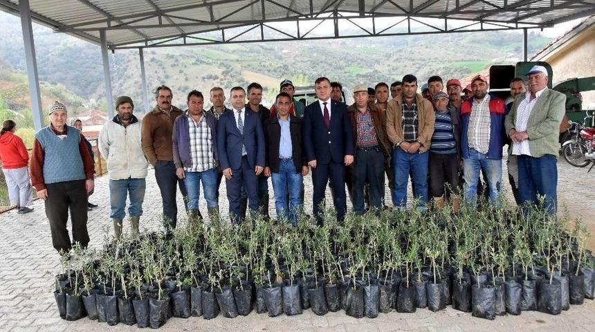 Salihlili &Ccedil;ift&ccedil;iye Bin 300 Adet Zeytin Fidanı