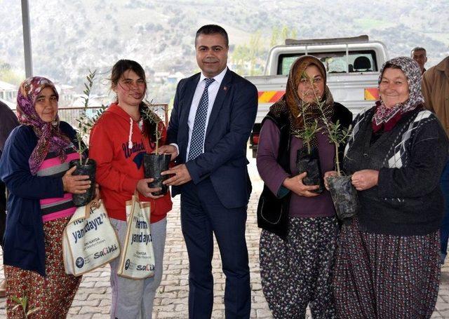 Salihlili Çiftçiye Bin 300 Adet Zeytin Fidanı